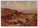 Grouse on the Peat Bogs